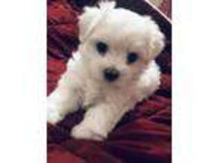 Maltese Puppy for sale in Puyallup, WA, USA