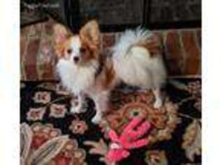 Papillon Puppy for sale in Blythewood, SC, USA