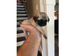 Pug Puppy for sale in Belle Chasse, LA, USA