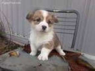 Pembroke Welsh Corgi Puppy for sale in Lexington, IN, USA