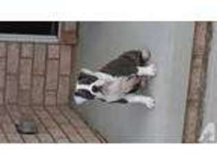 Olde English Bulldogge Puppy for sale in GOBLES, MI, USA