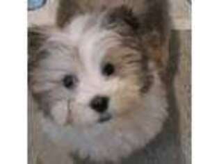 Havanese Puppy for sale in Livonia, MI, USA