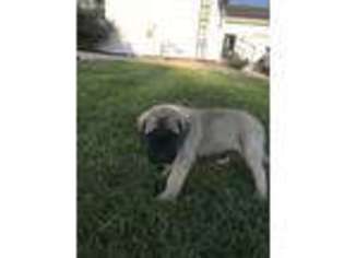 Mastiff Puppy for sale in Botkins, OH, USA