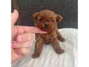 Mutt Puppy for sale in Fargo, ND, USA