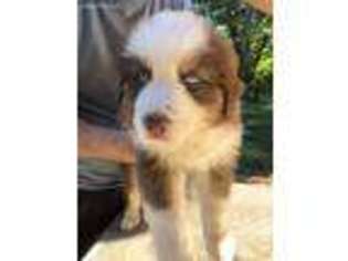 Australian Shepherd Puppy for sale in Mason, MI, USA