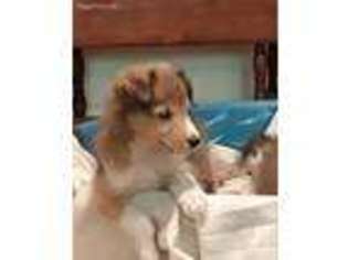 Shetland Sheepdog Puppy for sale in Fort Worth, TX, USA