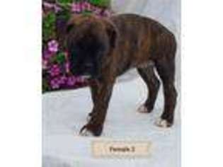 Boxer Puppy for sale in Trafalgar, IN, USA