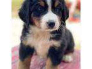 Bernese Mountain Dog Puppy for sale in Durant, OK, USA