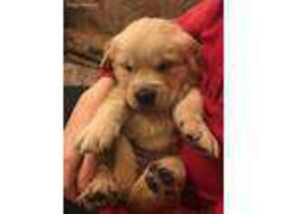 Golden Retriever Puppy for sale in Tacoma, WA, USA