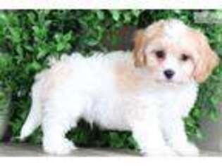 Cavachon Puppy for sale in Columbus, OH, USA