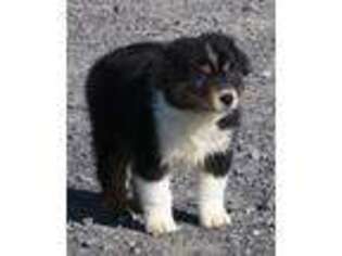 Australian Shepherd Puppy for sale in Tully, NY, USA