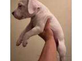 Dogo Argentino Puppy for sale in Nashville, TN, USA