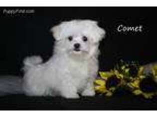 Maltese Puppy for sale in Leon, IA, USA