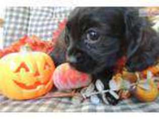 Cavapoo Puppy for sale in Richmond, VA, USA