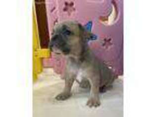 French Bulldog Puppy for sale in Logan, IA, USA