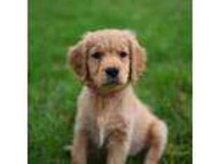 Golden Retriever Puppy for sale in Boring, OR, USA