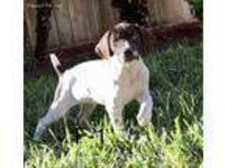 German Shorthaired Pointer Puppy for sale in Mcallen, TX, USA