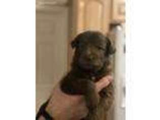 Mutt Puppy for sale in Coopersville, MI, USA