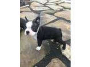 Boston Terrier Puppy for sale in Rocky Comfort, MO, USA