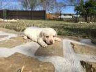 Labrador Retriever Puppy for sale in Brownsville, TX, USA