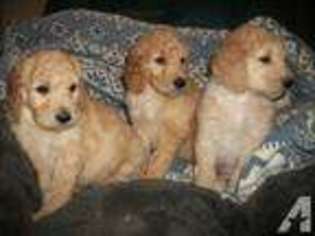 Goldendoodle Puppy for sale in CONNEAUT, OH, USA