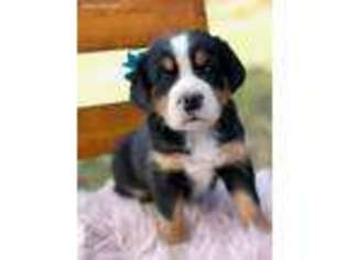 Greater Swiss Mountain Dog Puppy for sale in Waverly, WV, USA