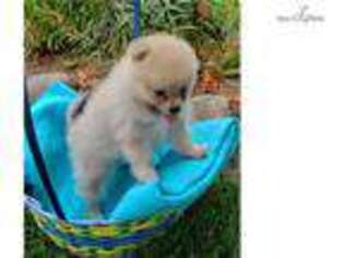 Pomeranian Puppy for sale in Canton, OH, USA