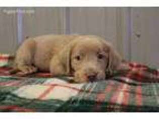 Labrador Retriever Puppy for sale in Bradford, OH, USA
