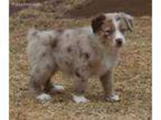 Miniature Australian Shepherd Puppy for sale in Yukon, OK, USA