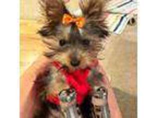 Yorkshire Terrier Puppy for sale in Irvine, CA, USA