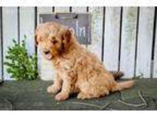 Goldendoodle Puppy for sale in Eureka, IL, USA