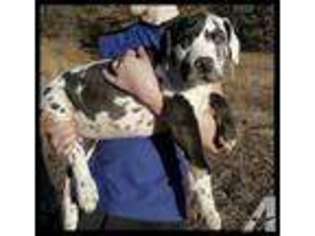 Great Dane Puppy for sale in ROLLA, MO, USA