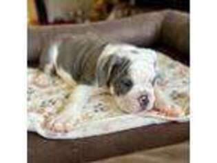 Bulldog Puppy for sale in Van Nuys, CA, USA