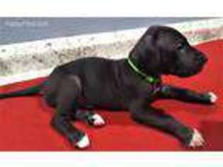 Great Dane Puppy for sale in Weatherford, TX, USA