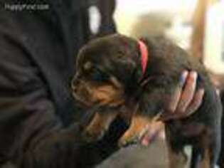 Rottweiler Puppy for sale in Lexington Park, MD, USA