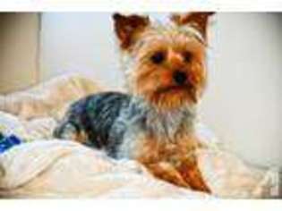 Yorkshire Terrier Puppy for sale in WEST SACRAMENTO, CA, USA