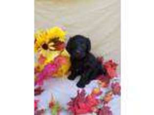 Labradoodle Puppy for sale in Island Pond, VT, USA