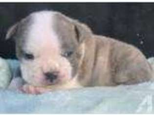 Bulldog Puppy for sale in TERRELL, TX, USA