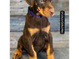 Doberman Pinscher Puppy for sale in Cincinnati, OH, USA