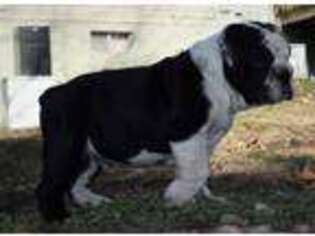 Bulldog Puppy for sale in Neosho, MO, USA