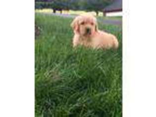 Golden Retriever Puppy for sale in Coatesville, PA, USA