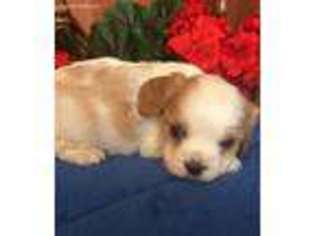 Cavalier King Charles Spaniel Puppy for sale in Baileyville, KS, USA