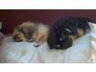 Pekingese Puppy for sale in NATURAL BRIDGE STATION, VA, USA