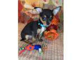 Chihuahua Puppy for sale in Kingsport, TN, USA
