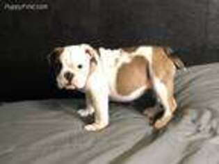 Bulldog Puppy for sale in Memphis, TN, USA