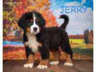 Bernese Mountain Dog Puppy for sale in North Adams, MI, USA