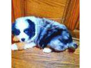 Miniature Australian Shepherd Puppy for sale in Tonasket, WA, USA