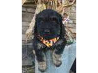 Labradoodle Puppy for sale in Alvord, IA, USA