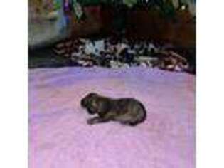 Dachshund Puppy for sale in Owasso, OK, USA
