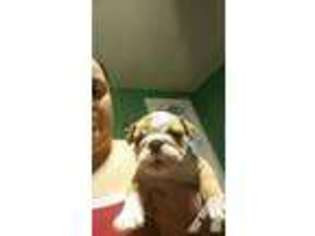 Bulldog Puppy for sale in HAMILTON, OH, USA